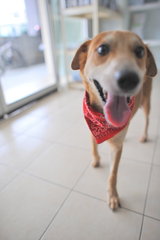 Heidi - Loves People! - Mixed Breed Dog