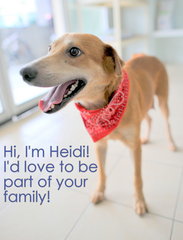 Heidi - Loves People! - Mixed Breed Dog