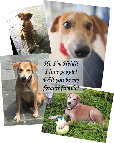 Heidi - Loves People! - Mixed Breed Dog