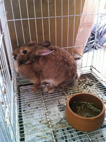 Mema - Dwarf Rabbit