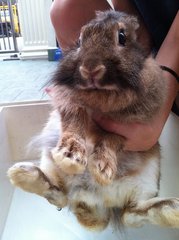 Mema - Dwarf Rabbit