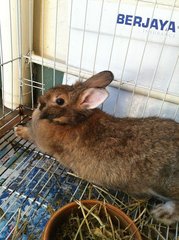 Mema - Dwarf Rabbit