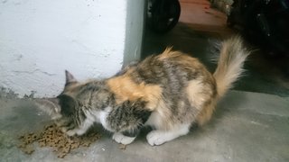 Beauty - Domestic Long Hair Cat