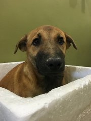 Nestum - Mixed Breed Dog