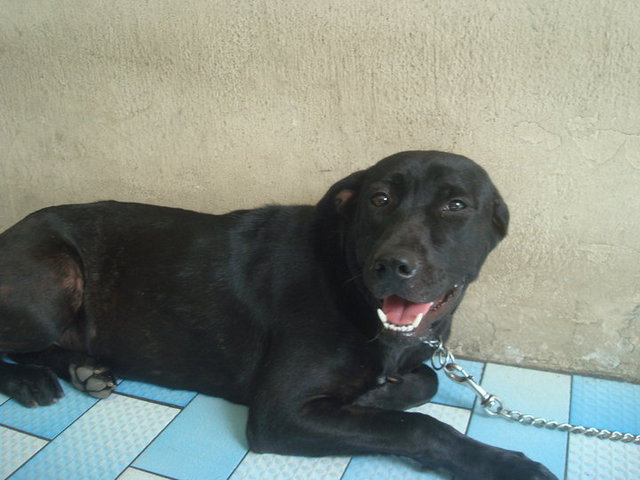 Happy - Black Labrador Retriever Mix Dog