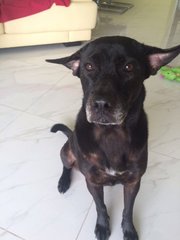 Happy - Black Labrador Retriever Mix Dog