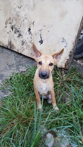 Longlong - Mixed Breed Dog