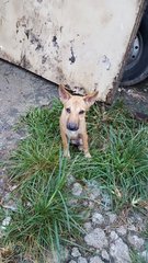 Longlong - Mixed Breed Dog