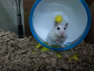 Amber  - Short Dwarf Hamster + Common Hamster Hamster