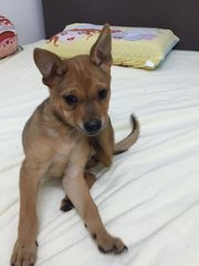 Baby - Mixed Breed Dog