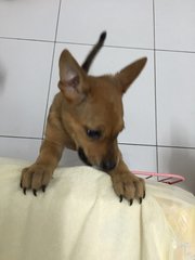 Baby - Mixed Breed Dog