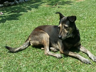 Rosie - Mixed Breed Dog