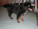 Isis And Orisis - Mixed Breed Dog