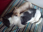 Yoyo  - Jack Russell Terrier + Miniature Pinscher Dog