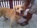 Don Don - Golden Retriever Dog