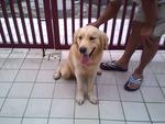 Don Don - Golden Retriever Dog