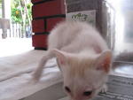 Putih(Booked) - Domestic Short Hair Cat