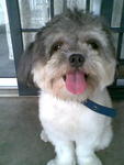 Mochi - Shih Tzu Dog