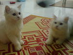 Cingee - Domestic Long Hair + Persian Cat