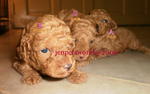 Toy Poodle Puppy-pure Homebreed. - Poodle Dog