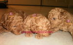 Toy Poodle Puppy-pure Homebreed. - Poodle Dog