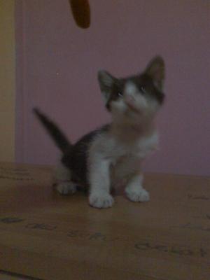 Honey - Domestic Short Hair Cat