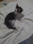 Honey - Domestic Short Hair Cat