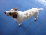 Milo Wong - Jack Russell Terrier Dog