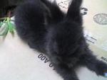 Blackie - Angora Rabbit Rabbit