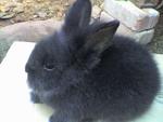 Blackie - Angora Rabbit Rabbit