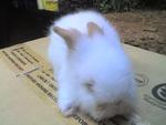 Rocky - Angora Rabbit Rabbit