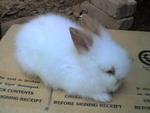 Rocky - Angora Rabbit Rabbit