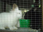 Rocky - Angora Rabbit Rabbit