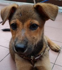 Unknown 4 - Mixed Breed Dog