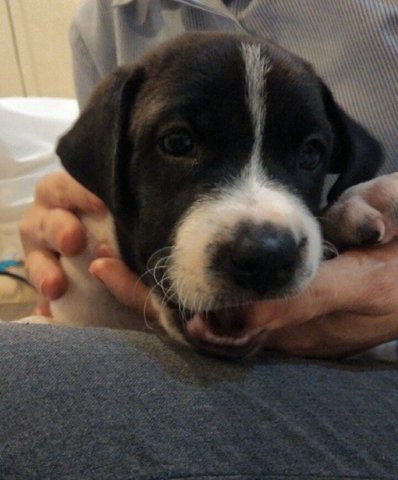 Junior - Border Collie + Rhodesian Ridgeback Dog