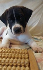 Junior - Border Collie + Rhodesian Ridgeback Dog