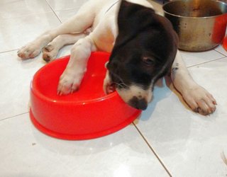 Junior - Border Collie + Rhodesian Ridgeback Dog