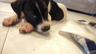 Junior - Border Collie + Rhodesian Ridgeback Dog