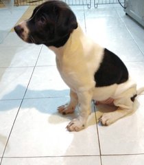 Junior - Border Collie + Rhodesian Ridgeback Dog