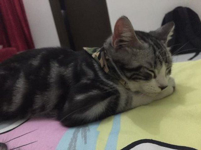 Thor - American Shorthair Cat