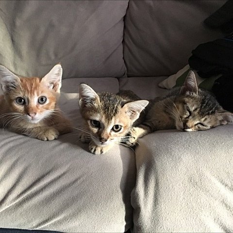 Imran, Aisyah, Radhiyah - Tabby Cat