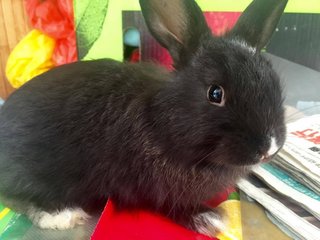 Shadow - New Zealand Rabbit