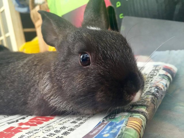 Smokey - New Zealand Rabbit