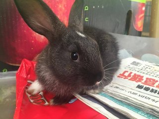 Smokey - New Zealand Rabbit