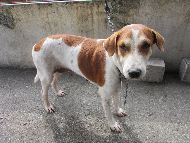 D58(160516) - Mixed Breed Dog