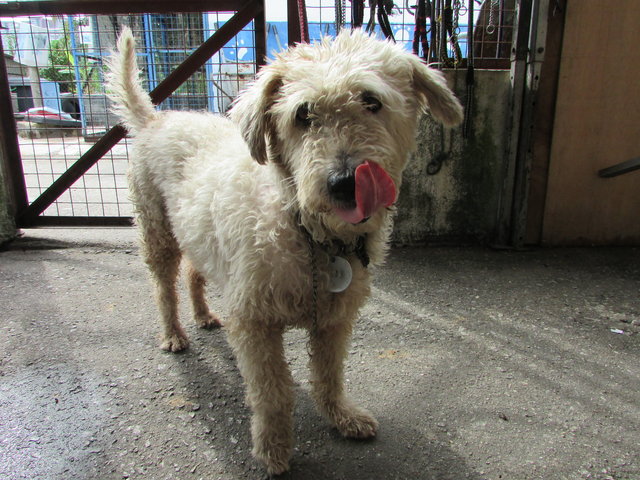 D251(140516) - Terrier Mix Dog