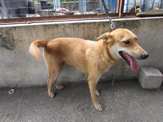 D102(280815) - Mixed Breed Dog