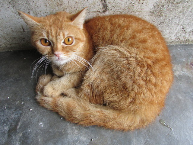 64823 (C4) - Domestic Short Hair Cat