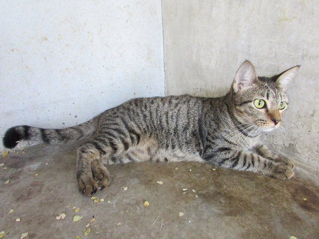 65157 (C4) - Domestic Short Hair Cat