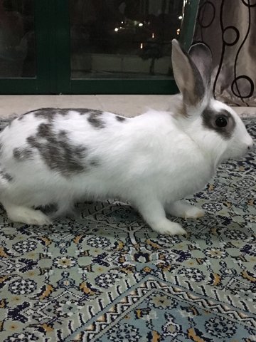 Haris - Angora Rabbit Rabbit